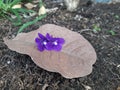 Closeup blossom flower of Sandpaper vine, Queens Wreath, Purple Wreath on brown leaf on ground floor